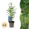 Fargesia Rufa (Bamboe)