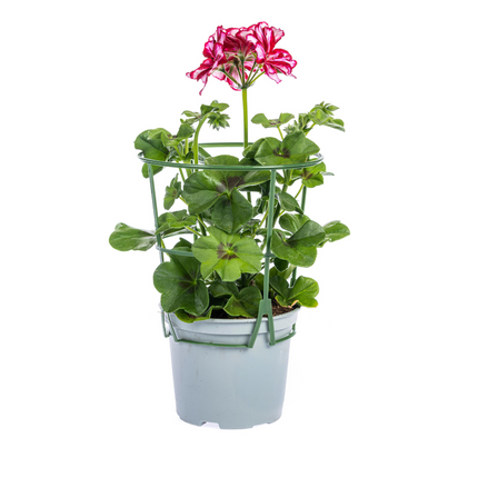 Pelargonium peltatum Mexica Ruby Ø12 cm - ↕20 cm - 8x