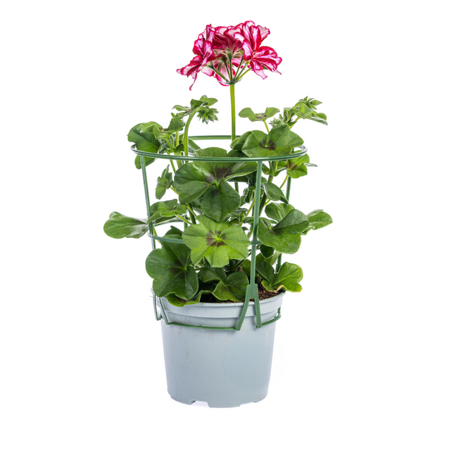 Hanggeranium - Pelargonium peltatum Mexica Ruby Ø12 cm - ↕20 cm - 8x