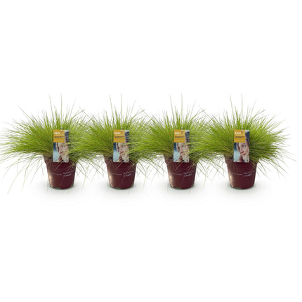 Festuca glauca Golden Toupee - Geel - ↕50cm - Ø17cm - 4x