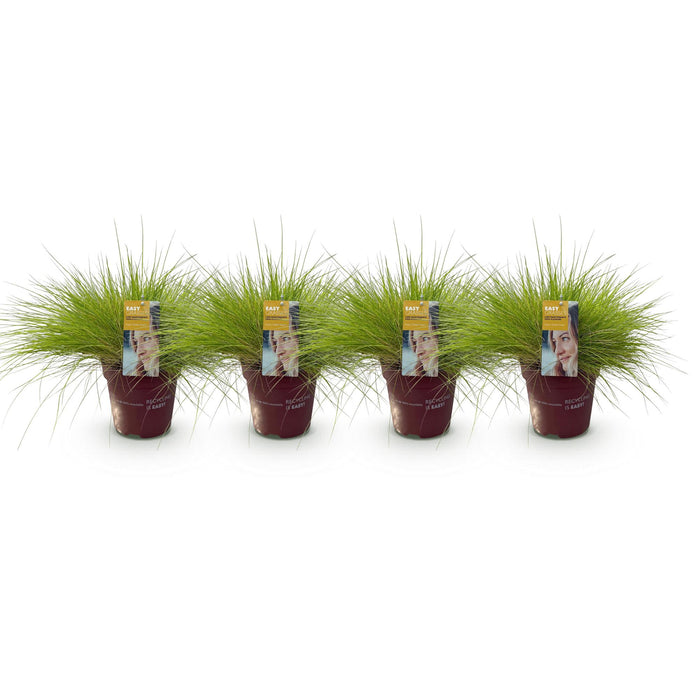 Siergrassen - Festuca glauca Golden Toupee - Geel - 4 Planten - Bladhoudend - Weinig Onderhoud - Pot 17cm Hoogte 50cm