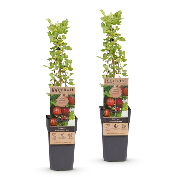 Ribes uva-crispa Hinnonmäki Röd - Uva spina - Resistente - Ribes rosso - 2 piante - Vaso da 15 cm - Altezza 50 cm