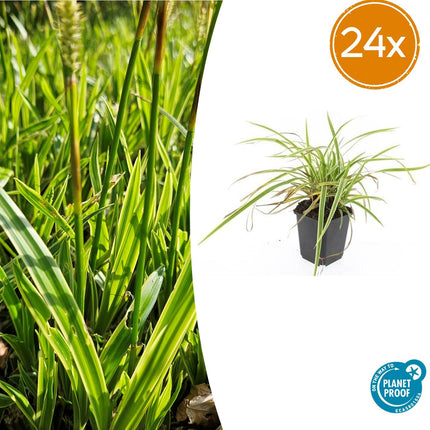 Carex morrowii 'Aureovariegata' - Junco - ↕10-25cm - Ø9cm - 24x