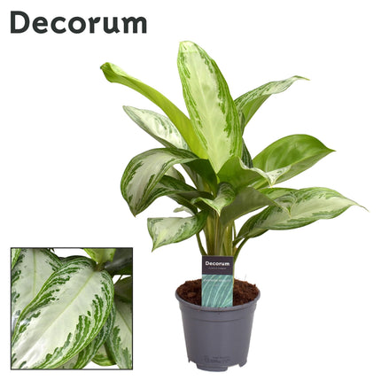 Aglaonema Silver Bay - ↕40cm - Ø14cm