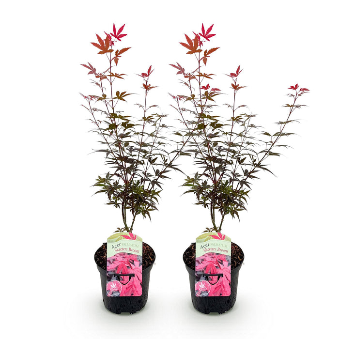 Terrasplant - Japanse Esdoorn - Acer palmatum Skeetsers Broom - Paars - 2 Planten - Bladverliezend - ↕70cm - Ø19cm