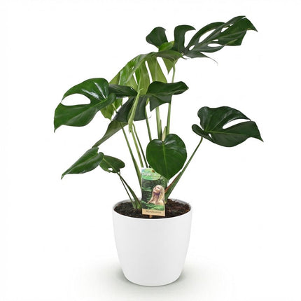 Monstera Deliciosa - Swiss Cheese Plant - with white plant pot - ↕70-80cm - Ø21cm