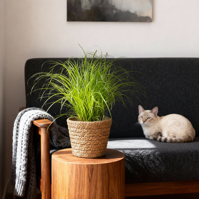 Cyperus alternifolius Zumula - Kattengras - met Mand - ↕20cm - Ø12cm