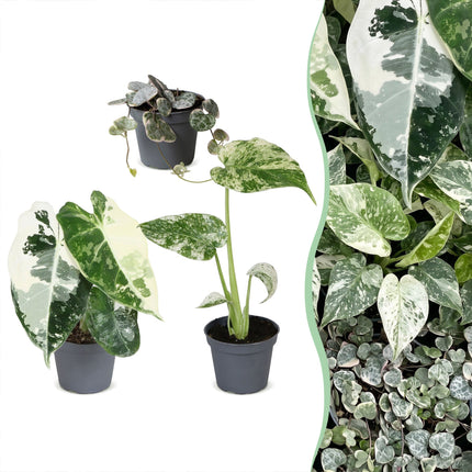 Baby Planten Variegata Mix - Diversen 3x - Tropisch - Ø6cm - ↕10-15cm