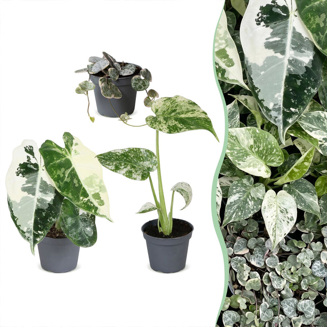 Baby Planten Variegata Mix - Diversen 3x - Tropisch - Ø6cm - ↕10-15cm