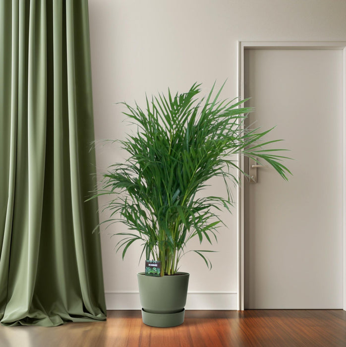 Areca Palm - Dypsis Lutescens - ↕100cm - Ø19cm