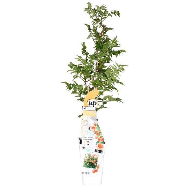 Campsis Indian Summer - Orange Trumpet Flower - ↕65cm - Ø15cm