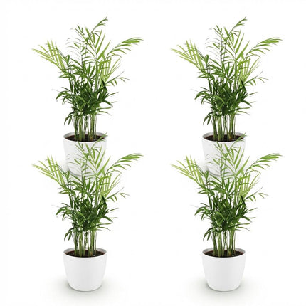 Chamaedorea elegans - Goudpalm - met witte plantenpotten - ↕15cm - Ø12cm - 4x