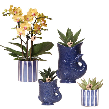 Sæt med gule orkidéer, lima og sukkulenter i dekorative keramikpotter - Ø9 cm og Ø6 cm