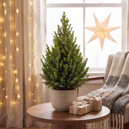 2x Picea glauca Conica - Kegelspar - Groen - Kerstboom - Ø19cm - ↕65cm