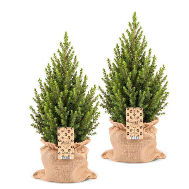 2x Picea glauca Conica - Kegelspar - Groen - Kerstboom - incl. jute zak - Ø19cm - ↕65cm