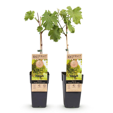 Vitis vinifera Vroege van der Laan - Białe winogrona - ↕50cm - Ø15cm - 2x