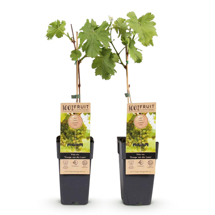 Fruitplant - Witte Druif - Vitis vinifera Vroege van der Laan - 2 planten - Pot 15cm Hoogte 50cm