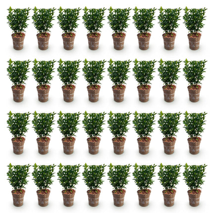 Euonymus japonica Green Spire - Kardinaalsmuts - 40x Haagplanten - Groenblijvend - Groen - Pot 9cm - Hoogte 20-25cm