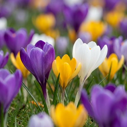 280x Crocus mix - Bloembollen - Gemengde krokussen - Diversen - Verwilderingsbol - Bolmaat 7/8