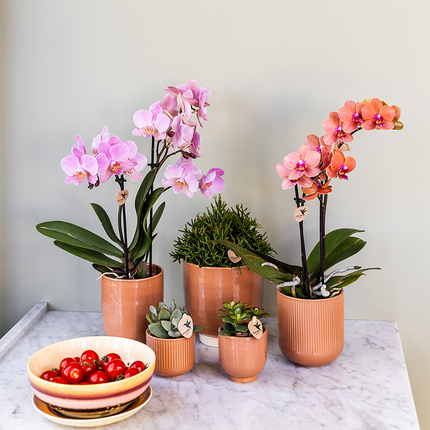 KOMBI-TILBUD på 4 lyserøde Phalaenopsis orkideer - Treviso - Ø9 cm | blomstrende stueplante