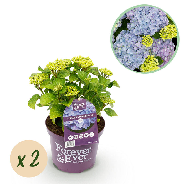 Terrasplant - Hortensia - Hydrangea Forever & Ever - Blauw - 7-12 Bloemen - 2 Planten - Pot 23cm Hoogte 55cm