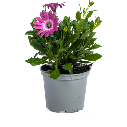 Marguerite espagnole - Osteospermum ecklonis Mix - ↕20cm - Ø12cm - 8x