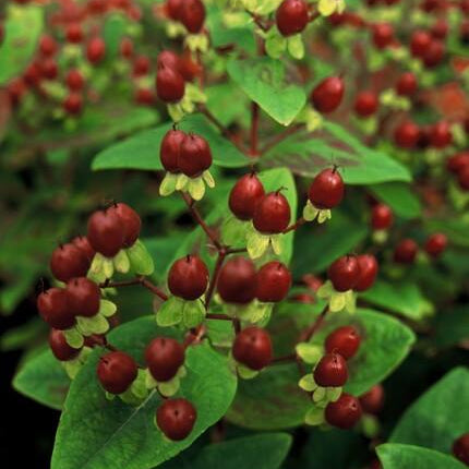 Hypericum inodorum 'Beauty' - ↕10-25cm - Ø9cm - 24x