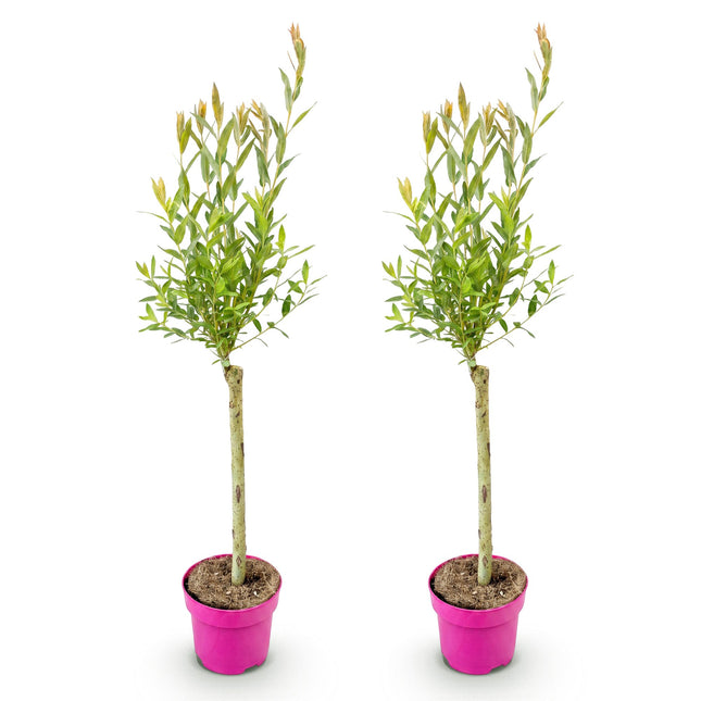 Salix Flamingo - Flamingo Wilg op stam - Ø17cm - ↕70-80cm - 2x