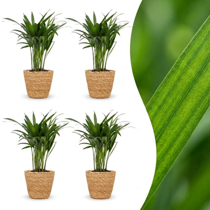 Areca Lutescens - Goudpalm - 4x - met Mand - Pot 12cm - Hoogte - 45cm