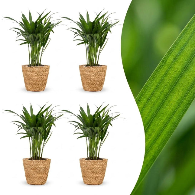 Areca Lutescens - Palma Dorada - 4 unidades - con cesta - Maceta de 12 cm - Altura: 45 cm