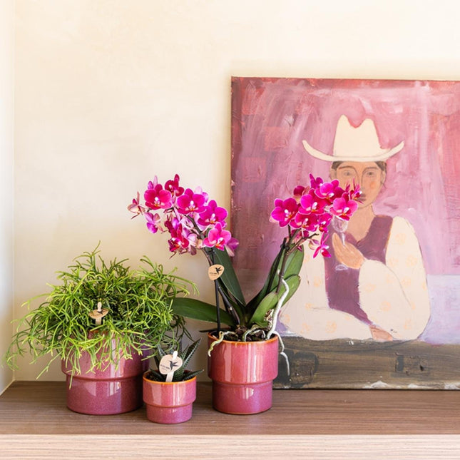 Kolibri Orchids | Combi Deal - 2 Paarse Phalaenopsis Orchideeën Blossom Chamonix - Ø9 cm