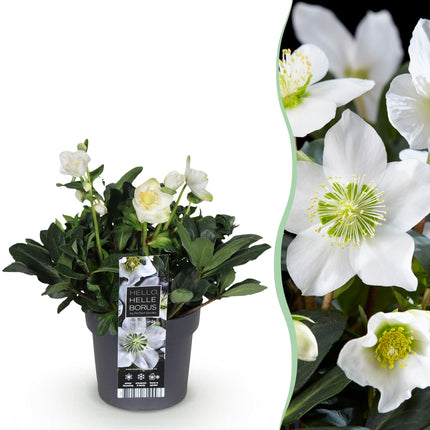 Kerstroos - Helleborus Christmas Carol  - Witte Bloem - ↕35cm - Ø17cm