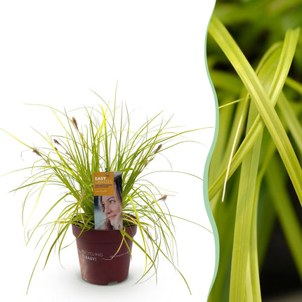 Carex oshimensis Everillo - Sedge - Yellow - ↕50cm - Ø17cm