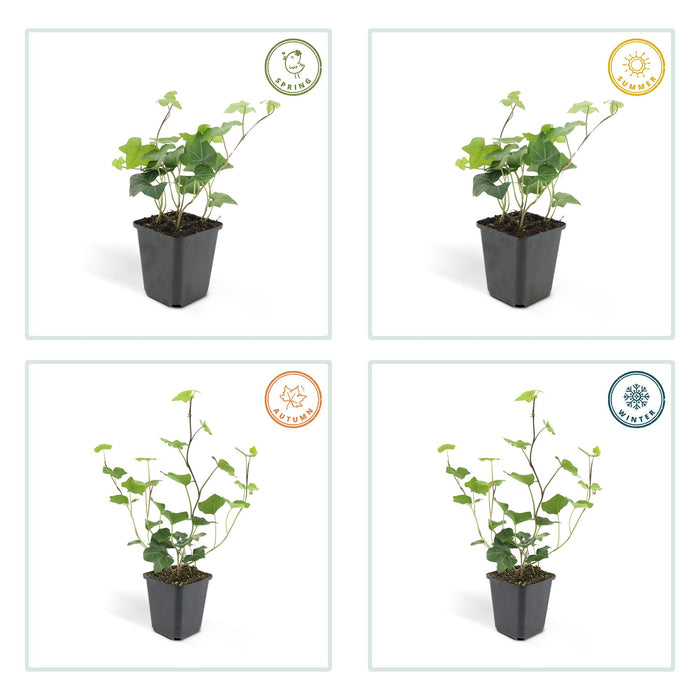 Hedera Hibernica - ↕10-25cm - Ø9cm - 24x