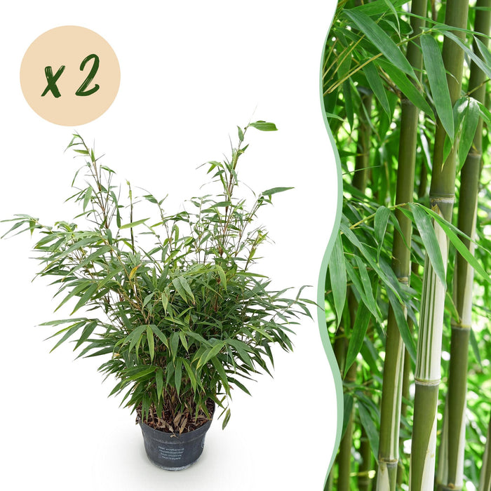 Fargesia robusta Pingwu - Niet Woekerende Bamboe - ↕80cm - Ø23cm - 2x