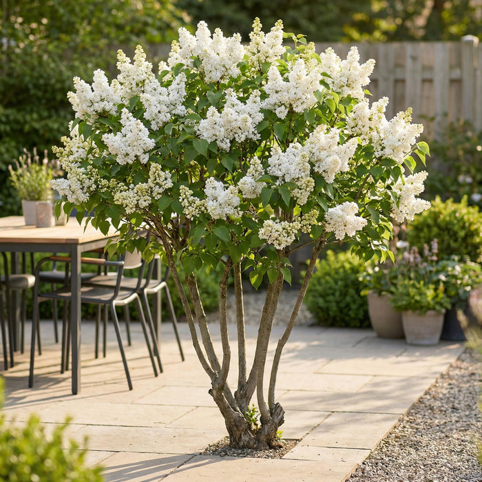 Syringa vulgaris mme Lemoine - Lilla comune - ↕45cm - Ø17cm