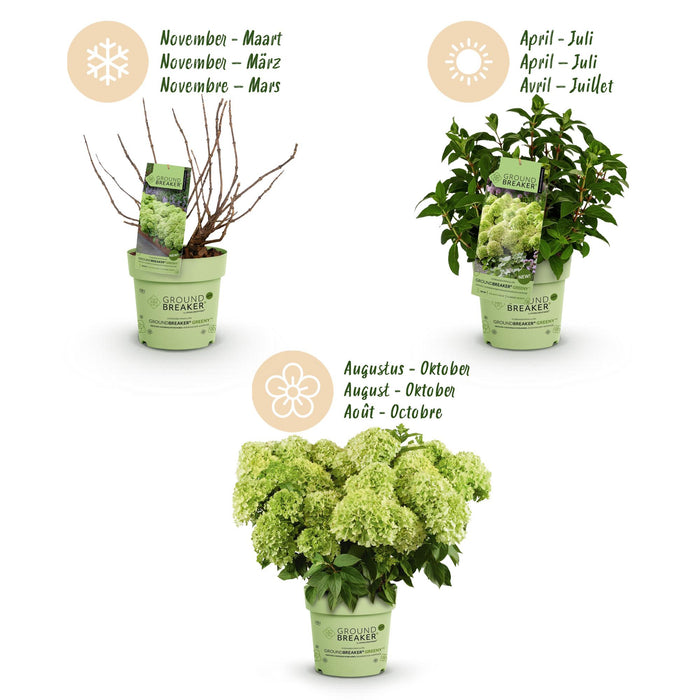 Hydrangea panniculata Groundbreaker Greeny - Pluimhortensia - Creme - ↕20-25cm - Ø14cm - 4x