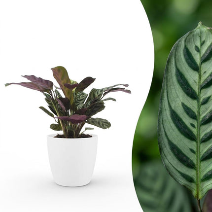 Ctenanthe Burle Marxii - Visgraatplant - met Potter Wit - Pot 12cm - Hoogte - 30cm
