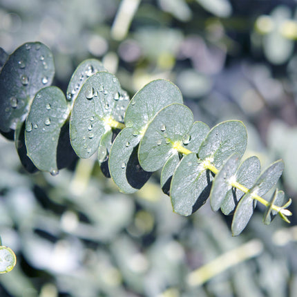 Eucalyptus gunni - Gris - 6x - ↕40cm - Ø17cm