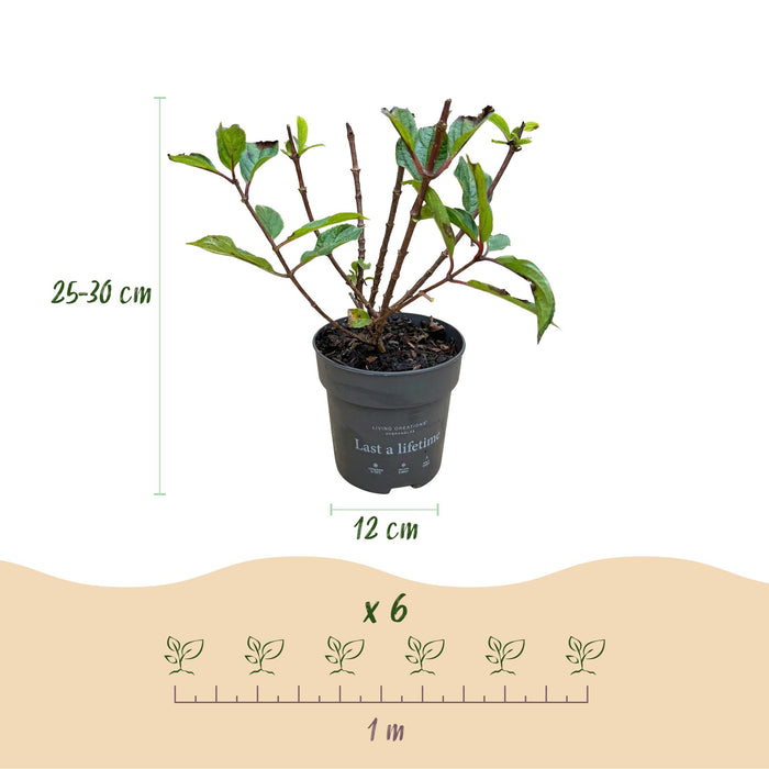 Hydrangea panniculata Living Little Rosy - Plume Hortensia - Lyserød - ↕20-30cm - Ø12cm - 3x