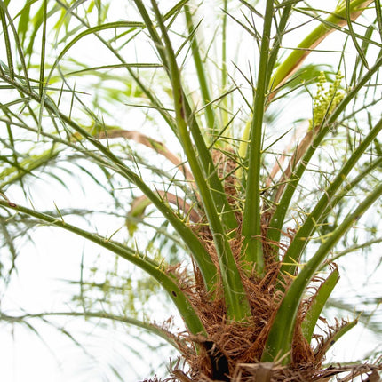 Phoenix Roebelenii su stelo - 200-210 cm