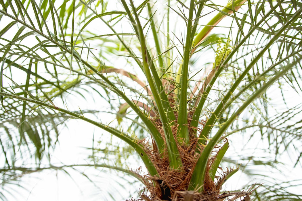 Phoenix Roebelenii op stam - 210cm - 200cm