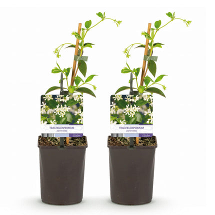 Toscaanse jasmijn - Trachelospermum jasminoides - Bloem Wit - ↕40cm - Ø11cm - 2x