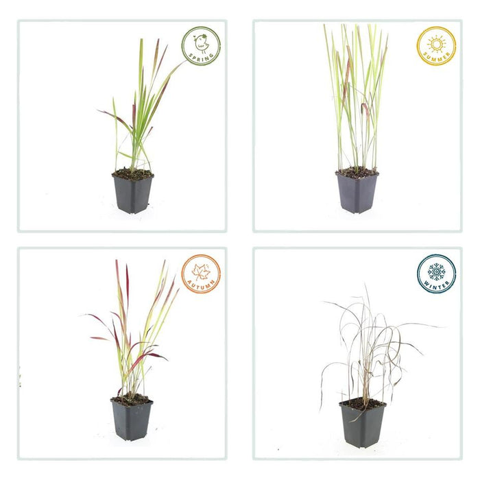 Imperata Cylindrica 'Red Baron' - Japans Bloedgras - ↕10-25cm - Ø9cm - 6x