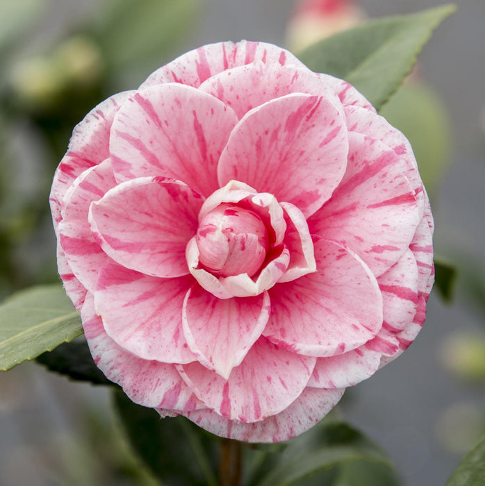 Camellia Japonica Bonomiana - ↕65cm - Ø19cm