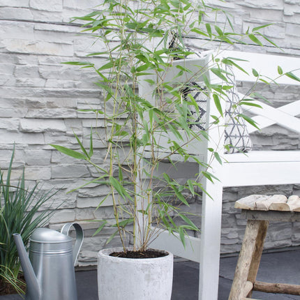 Phyllostachys 'Bissetii' - Grönstamig bambu - ↕40cm - Ø14cm