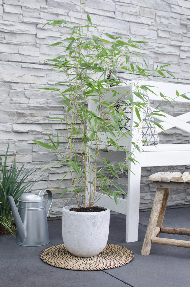 Phyllostachys 'Bissetii' - Green Bamboo Stem - ↕40cm - Ø14cm