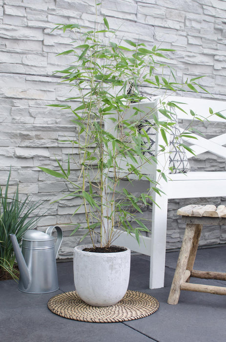 Phyllostachys 'Bissetii' - Groene stam Bamboe - ↕40cm - Ø14cm