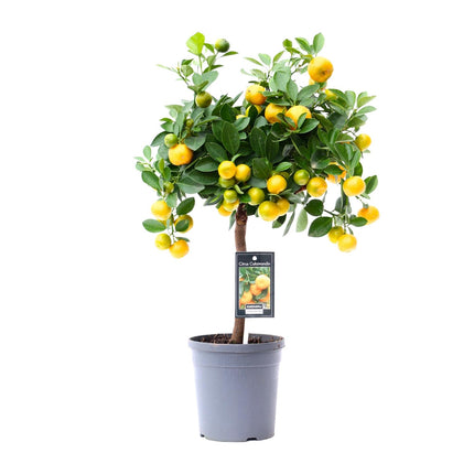 Citrus Calamondin - ↕45cm - Ø15cm