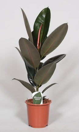 Ficus Elastica Abidjan - ↕60cm - Ø17cm